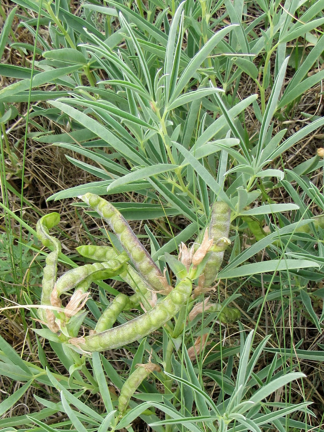 Изображение особи Thermopsis mongolica.