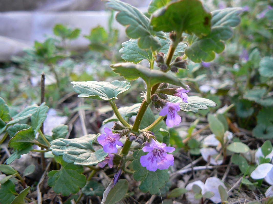 Image of Glechoma hederacea specimen.