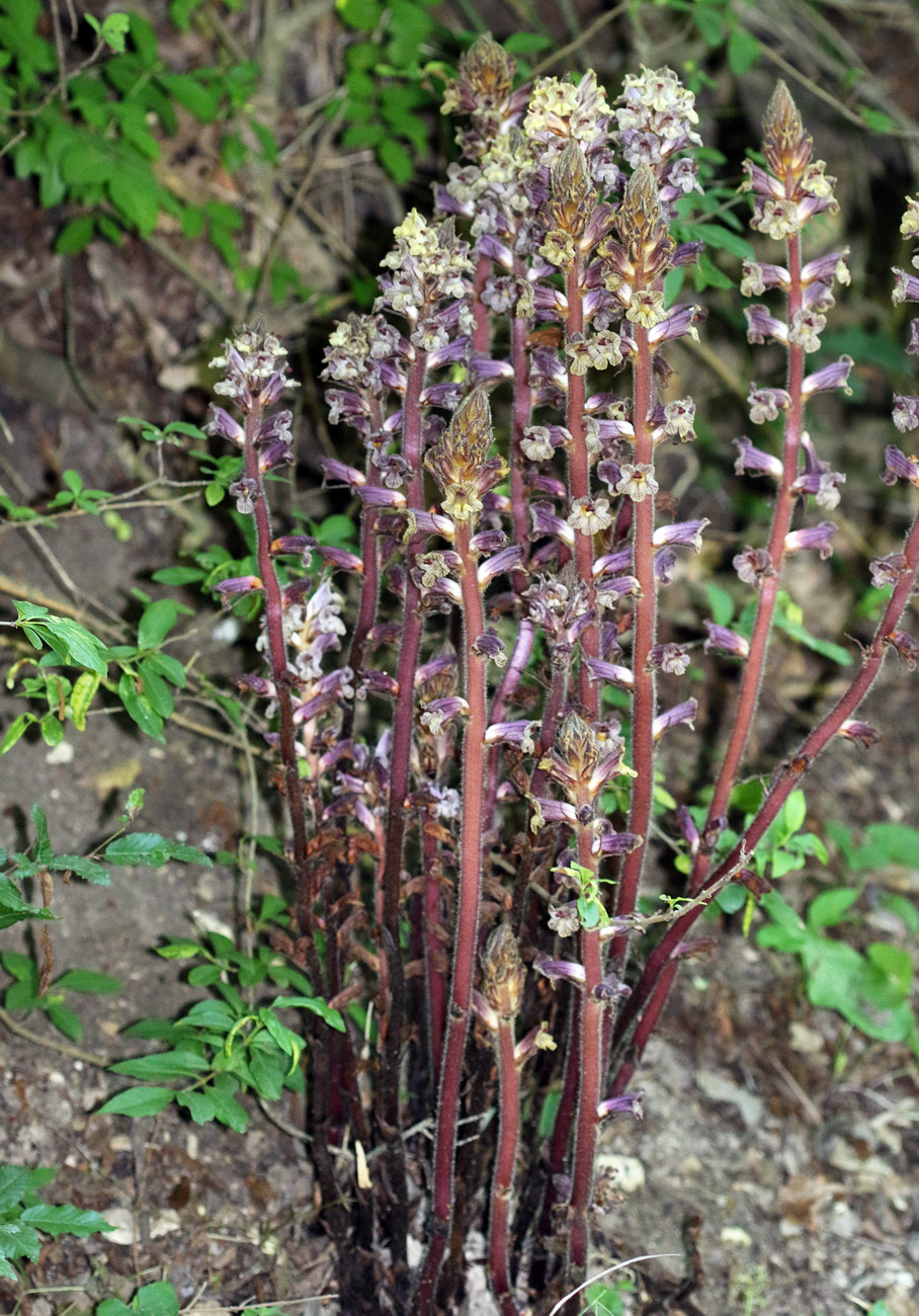 Изображение особи Orobanche laxissima.