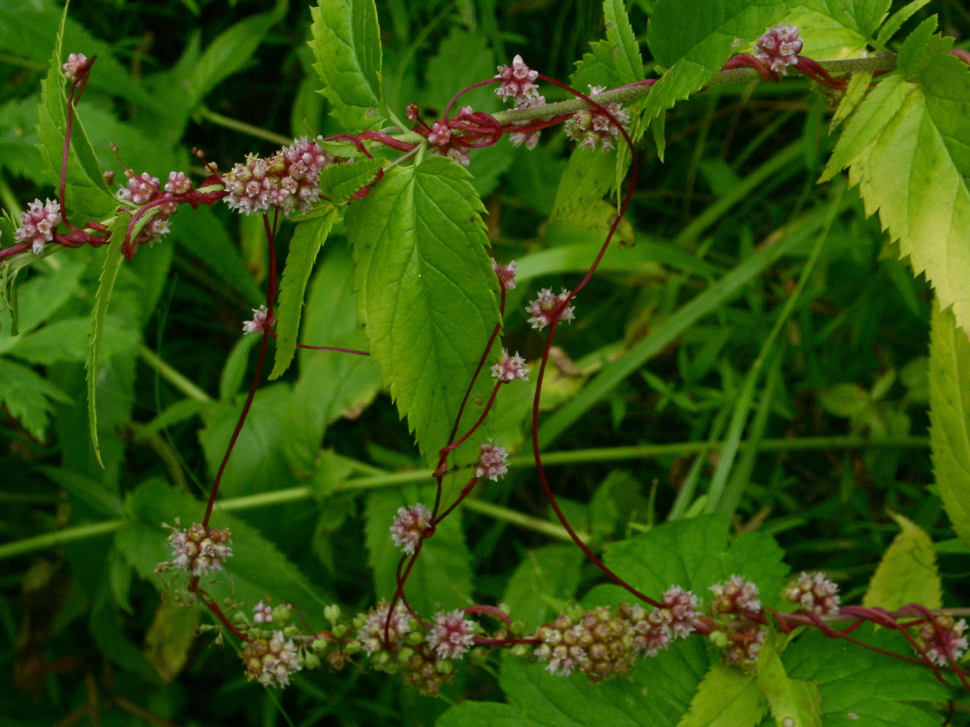 Image of Cuscuta europaea specimen.