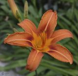 Hemerocallis × hybrida