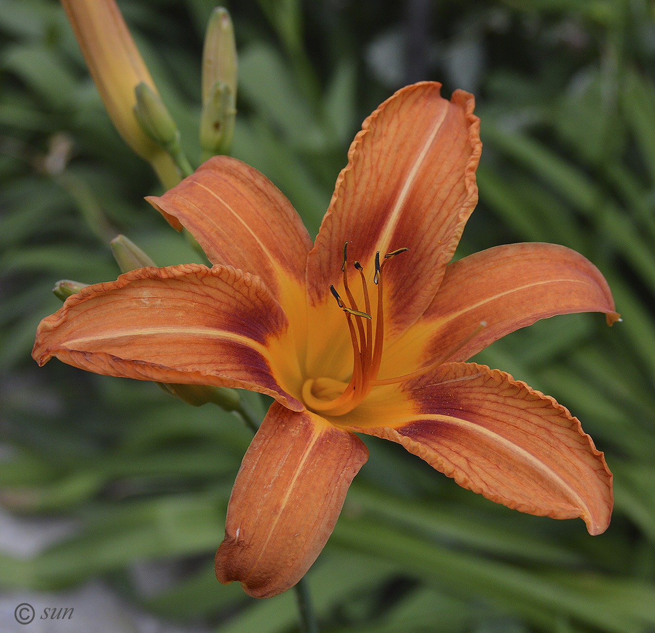 Image of Hemerocallis &times; hybrida specimen.