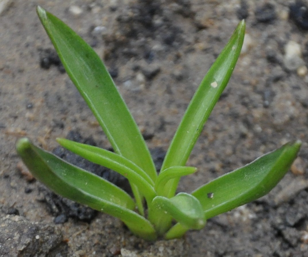 Image of Bellevalia hyacinthoides specimen.