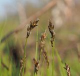 Carex praecox