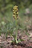 Orchis punctulata