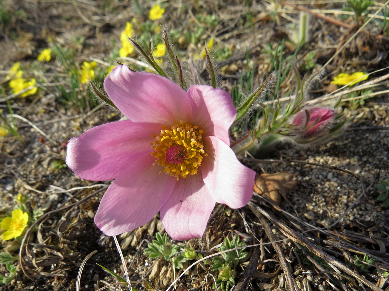 Image of Pulsatilla turczaninovii specimen.