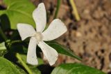 Vinca major