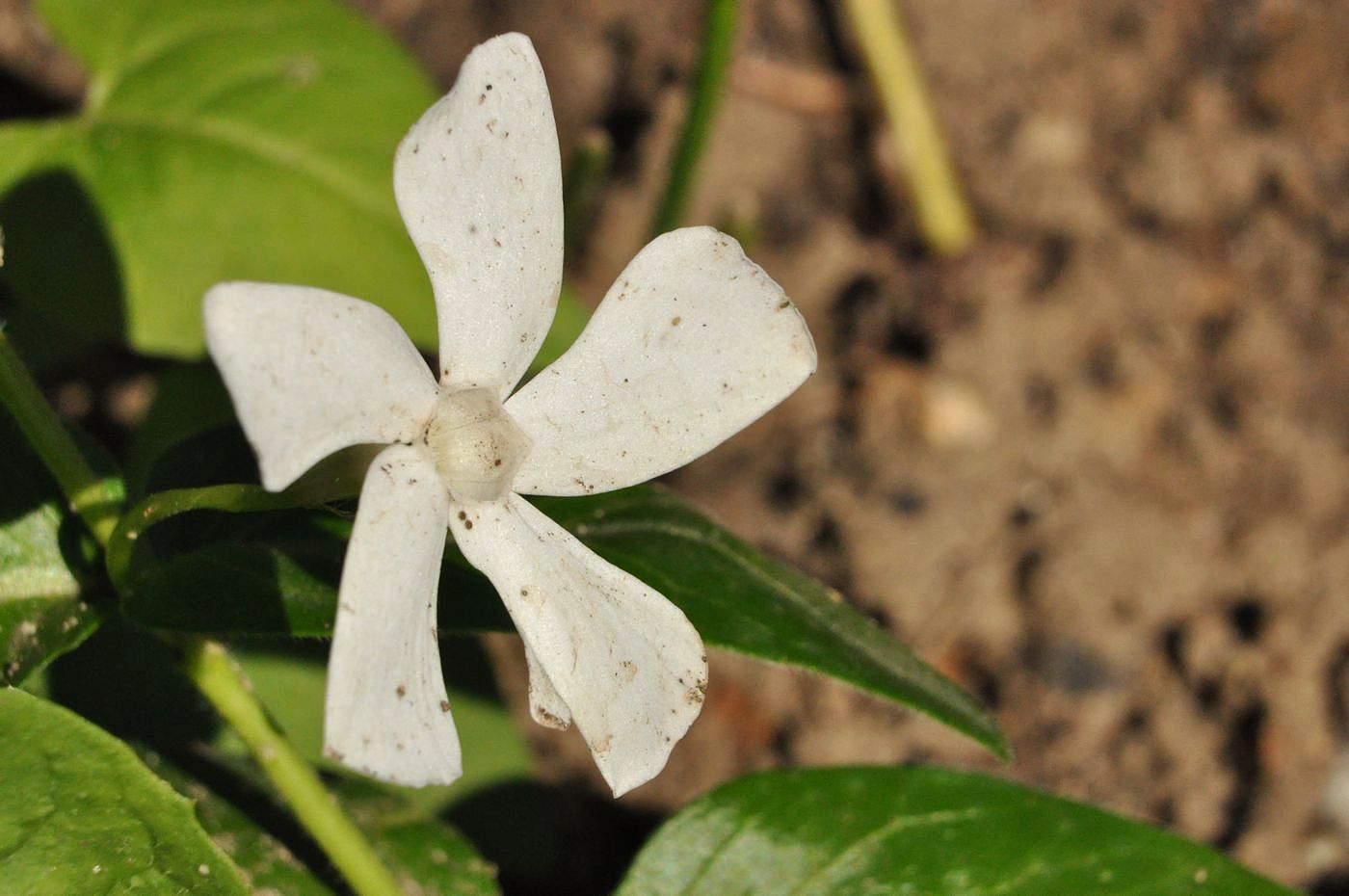 Image of Vinca major specimen.