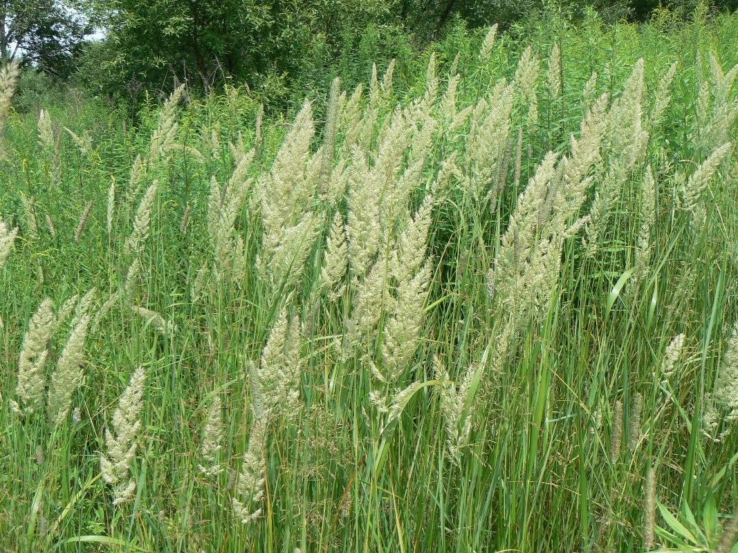 Image of Calamagrostis extremiorientalis specimen.