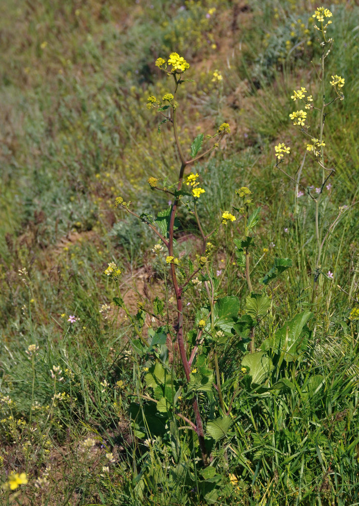 Image of Sinapis arvensis specimen.