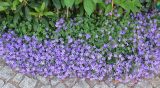 Campanula portenschlagiana