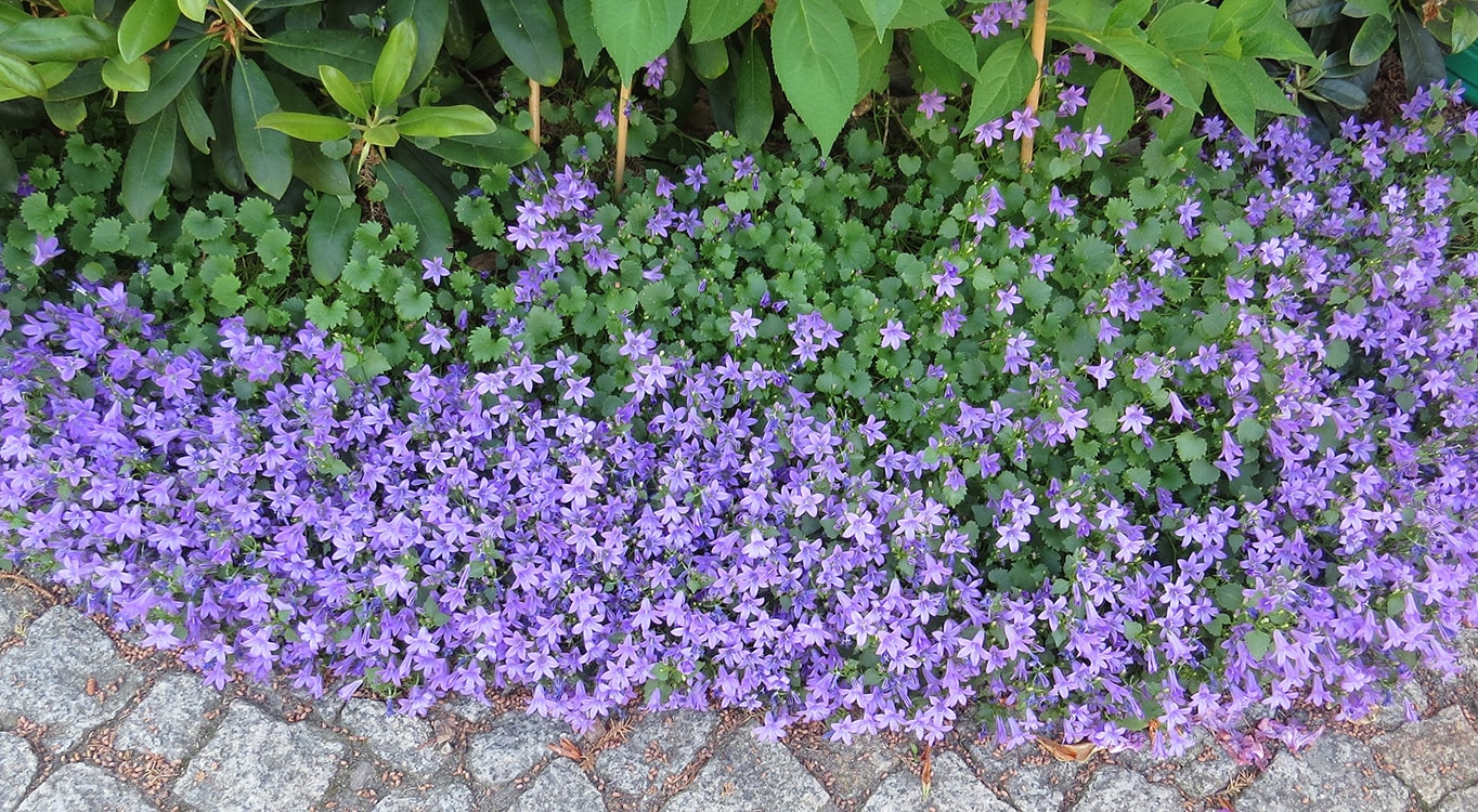 Изображение особи Campanula portenschlagiana.