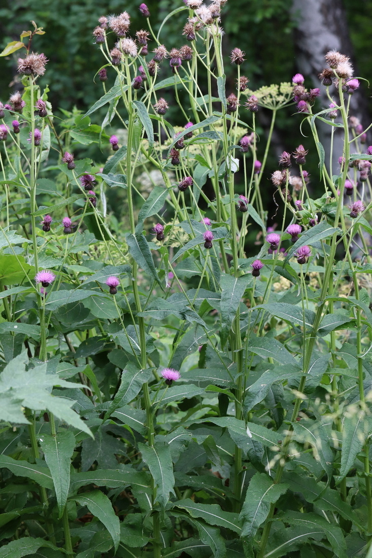 Изображение особи Cirsium heterophyllum.