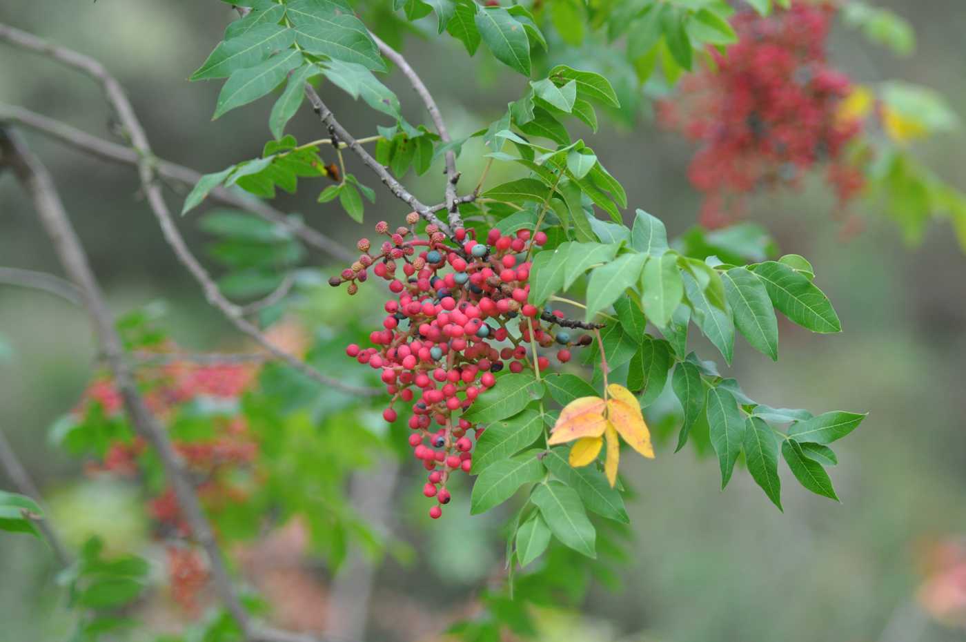 Изображение особи Pistacia terebinthus.