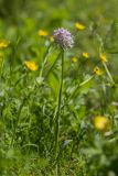 Neotinea tridentata. Цветущее растение. Краснодарский край, Абинский р-н, окр. ст. Шапсугская, опушка широколиственного леса. 15.05.2021.