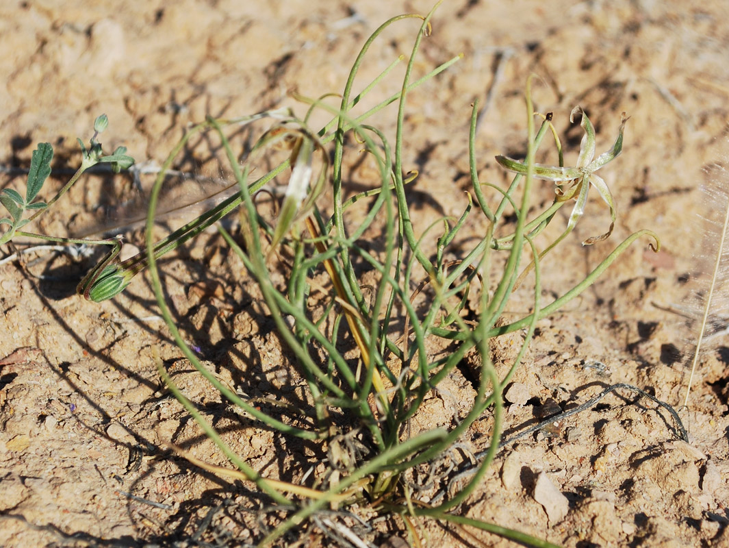 Image of Takhtajaniantha pusilla specimen.