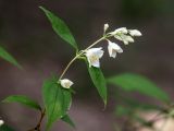 Philadelphus caucasicus. Верхушка побега с соцветием. Краснодарский край, Абинский р-н, окр. станицы Эриванской, склон горы Шизе, дубовый лес. 29.05.2021.