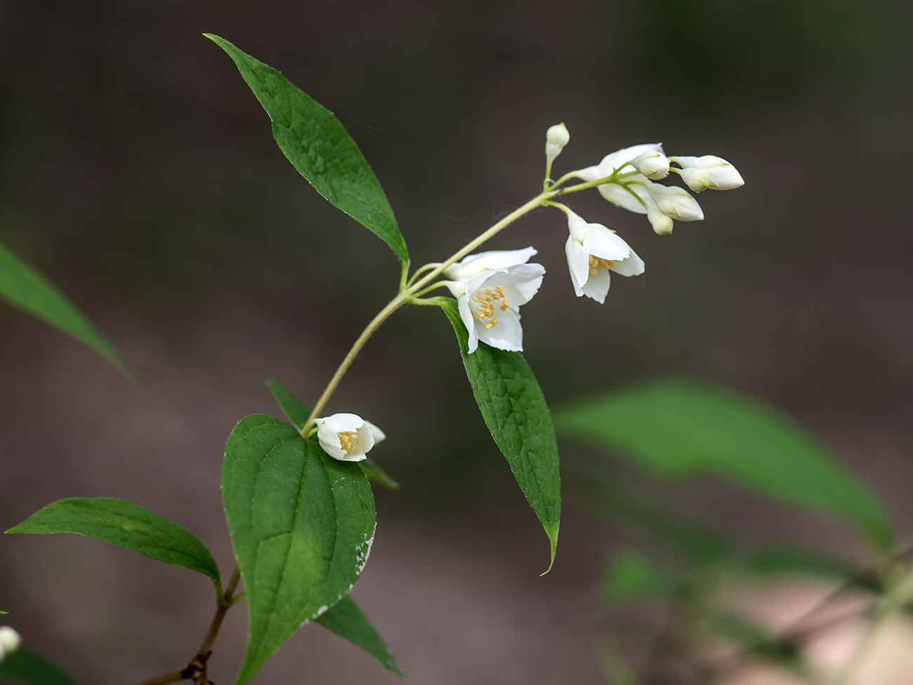 Image of Philadelphus caucasicus specimen.