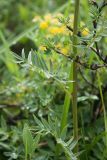 Polemonium caeruleum. Средняя часть стебля (в вернем правом углу — веточка Dasiphora sp.). Республика Алтай, Усть-Коксинский р-н, окр. с. Мульта, заболоченный правый берег р. Мульта возле Нижнего Мультинского озера, заросли курильского чая (Dasiphora sp.). 12.07.2021.