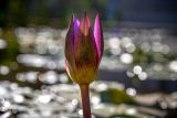 Nymphaea odorata