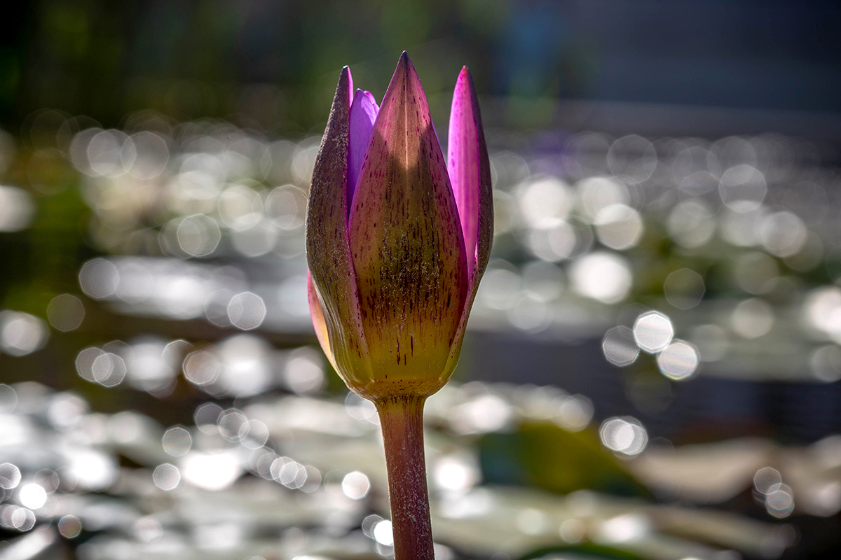 Изображение особи Nymphaea odorata.