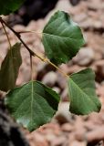 Populus afghanica