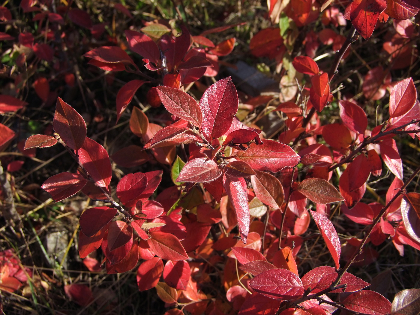 Image of Cotoneaster lucidus specimen.