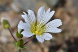 Cerastium purpurascens. Цветок. Республика Северная Осетия-Алания, Алагирский р-н, Большой Кавказ, правый склон ущелья реки Садон, альпийский пояс ≈ 3000 м н.у.м., каменистая площадка. 03.07.2021.