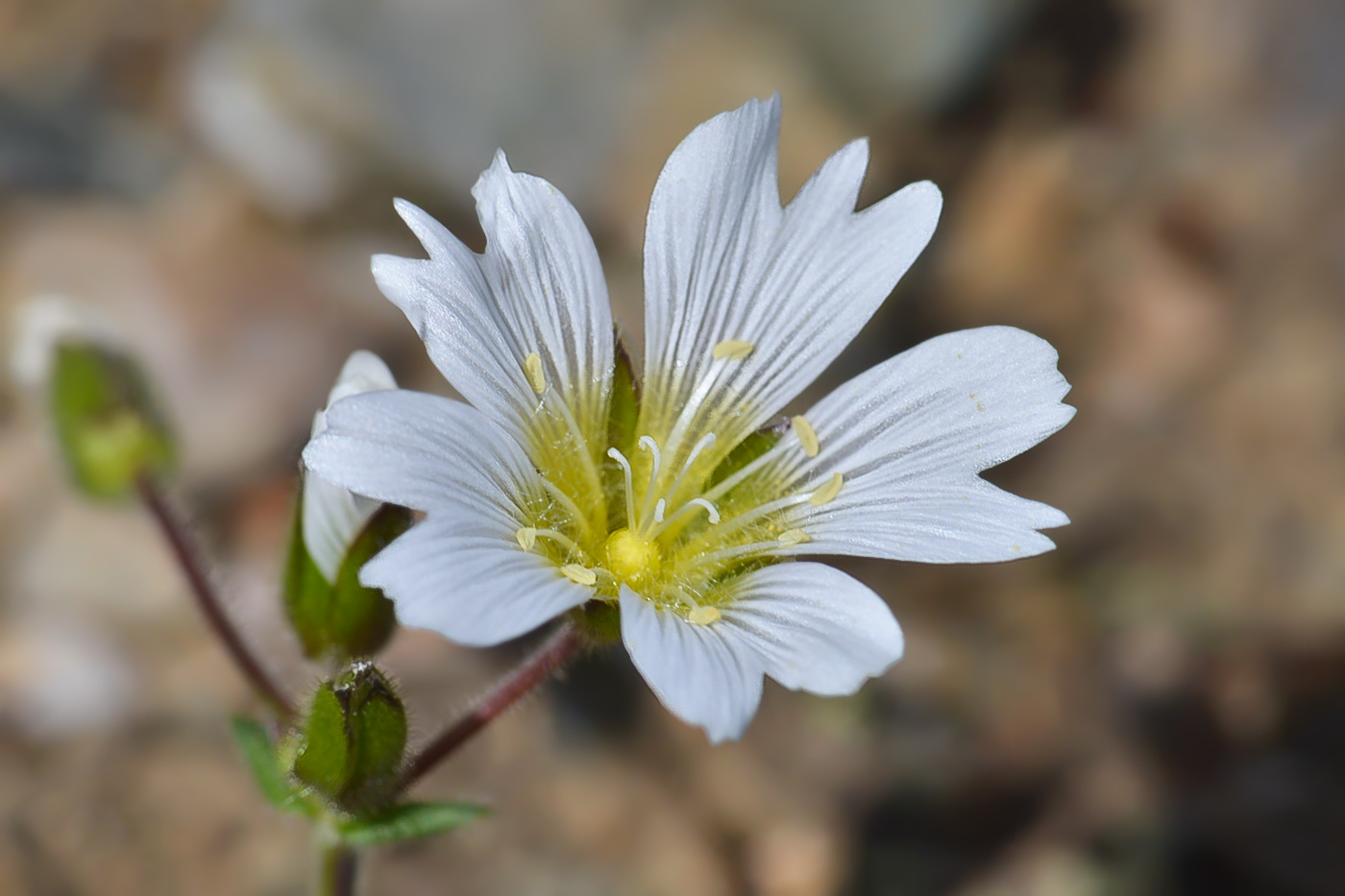 Image of Cerastium purpurascens specimen.