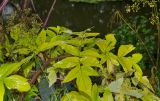 Archangelica officinalis