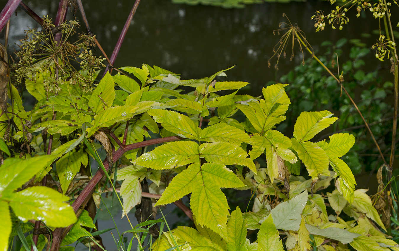 Изображение особи Archangelica officinalis.