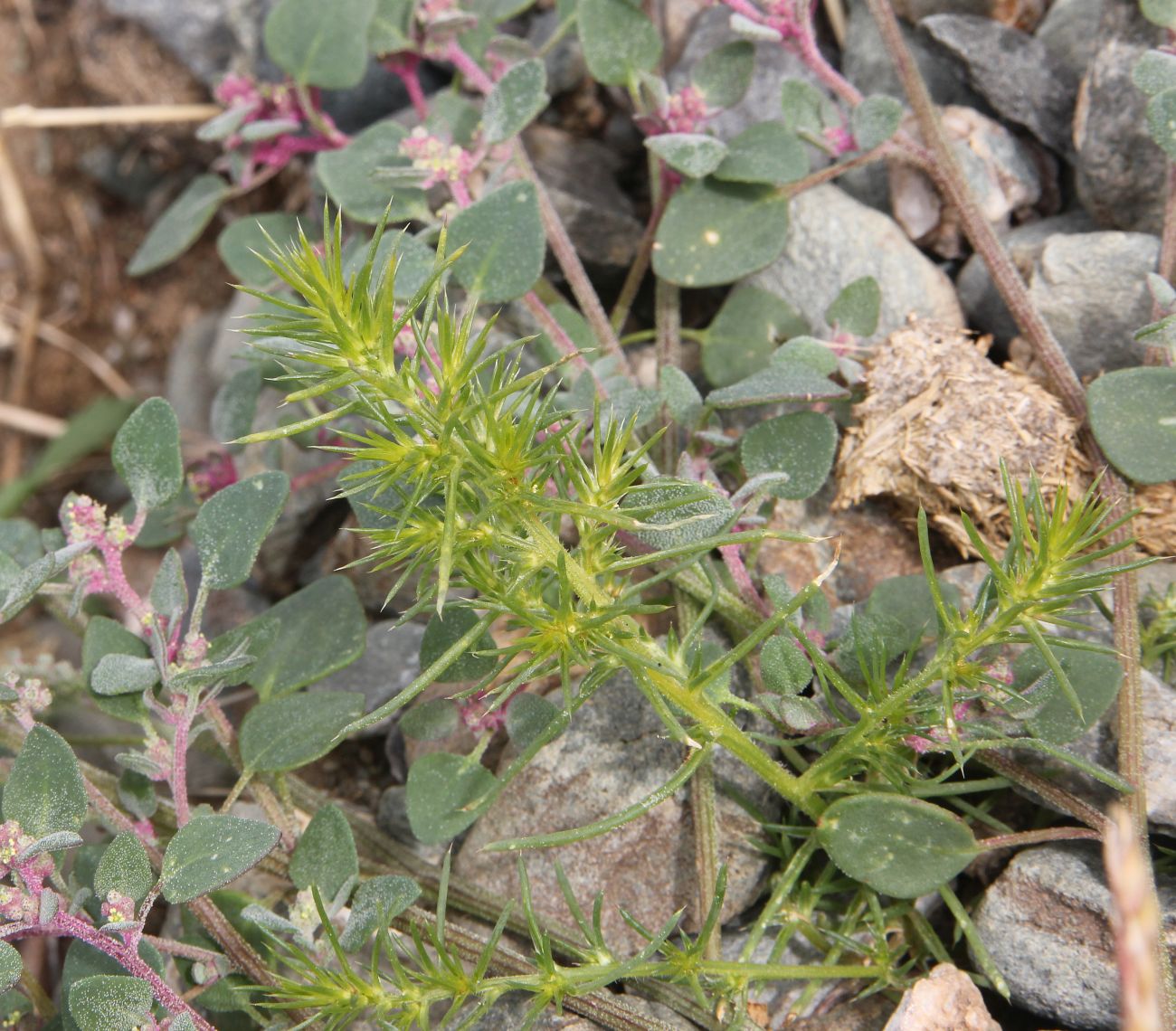 Изображение особи род Salsola.