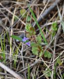 Glechoma hederacea