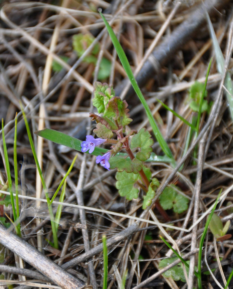 Изображение особи Glechoma hederacea.