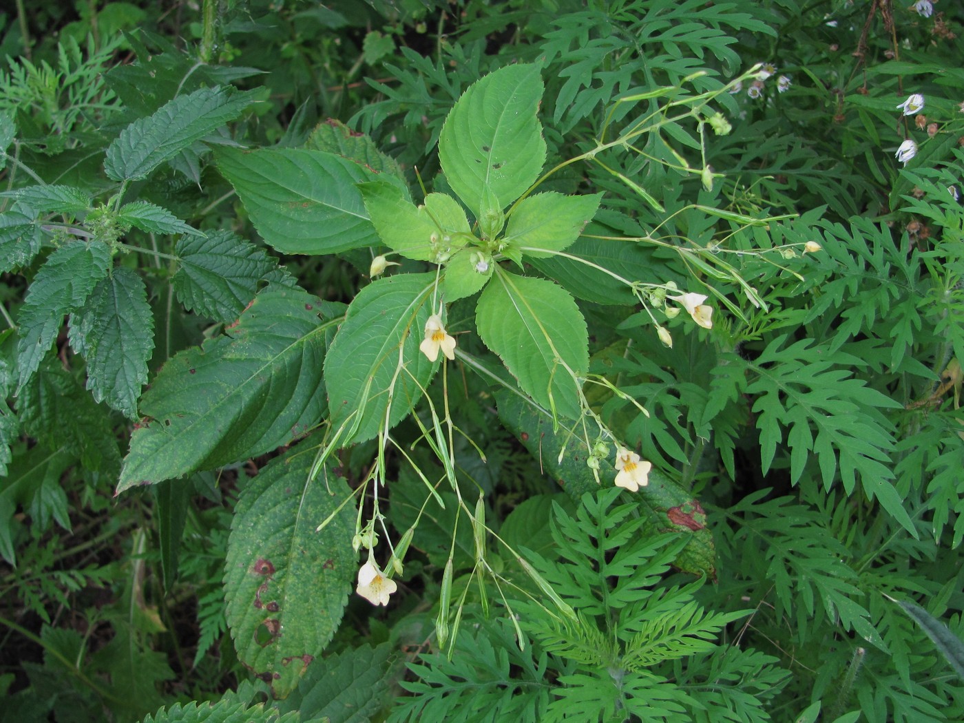 Image of Impatiens parviflora specimen.