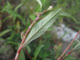 Persicaria scabra. Лист (вид снизу). Северная Осетия, юж. окр. Владикавказа, нарушенный берег р. Терек. 02.07.2021.