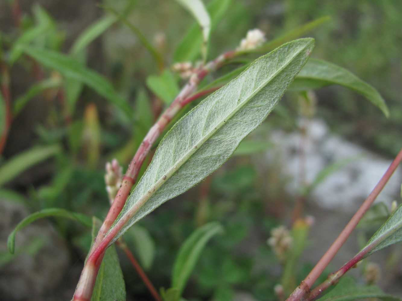 Image of Persicaria scabra specimen.