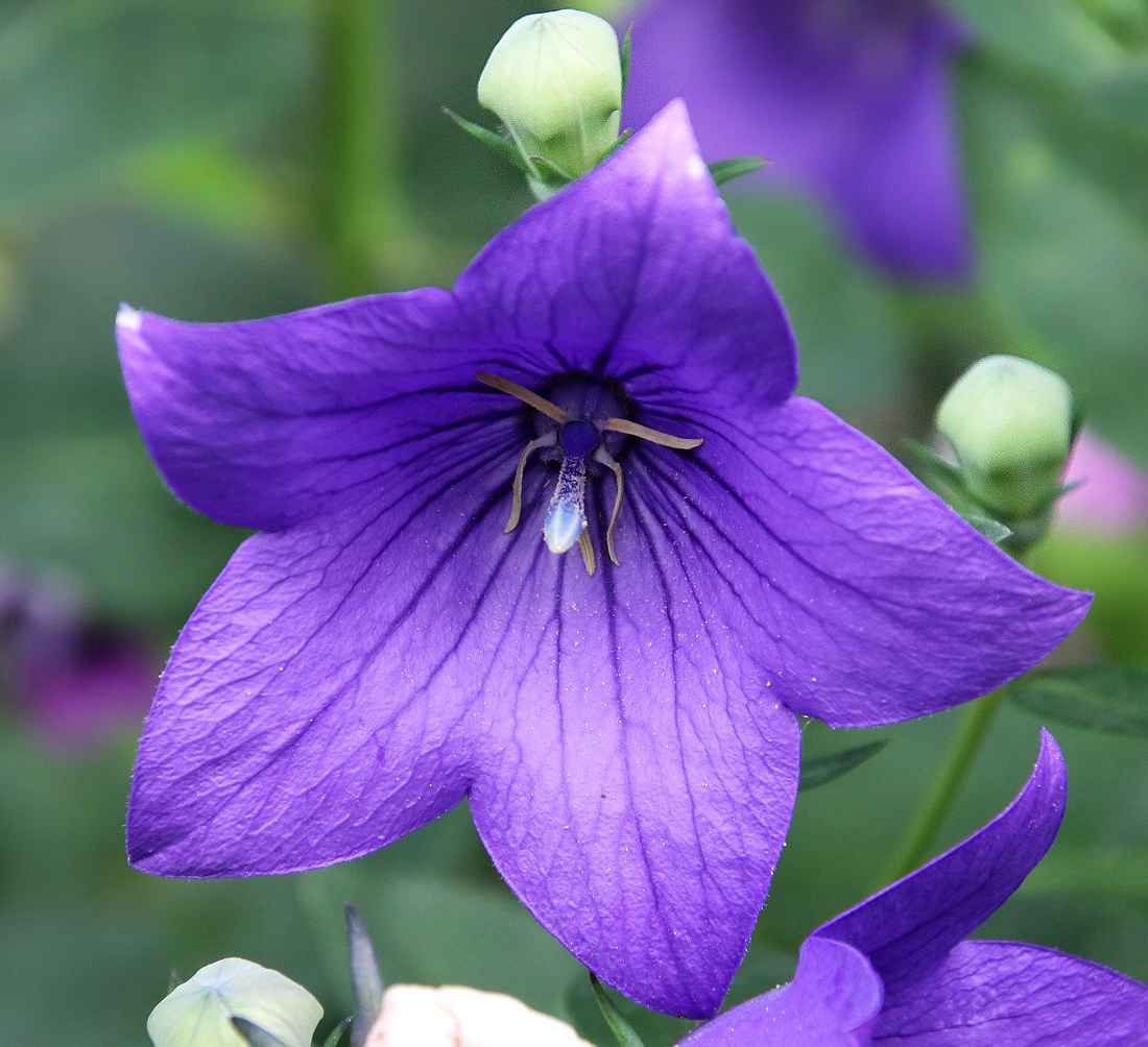 Изображение особи Platycodon grandiflorus.