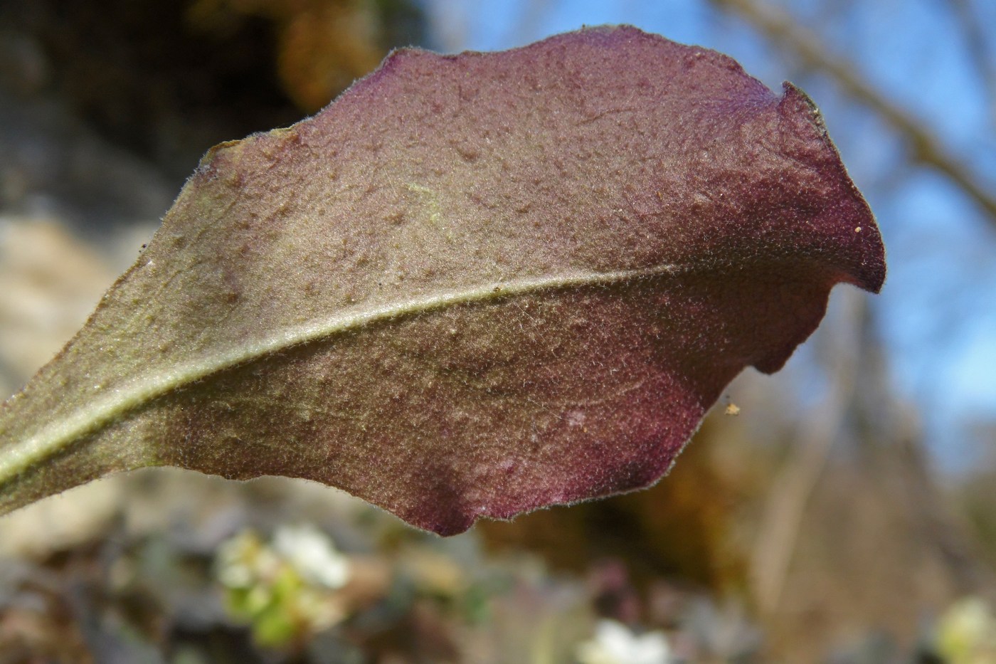 Изображение особи Arabis caucasica.