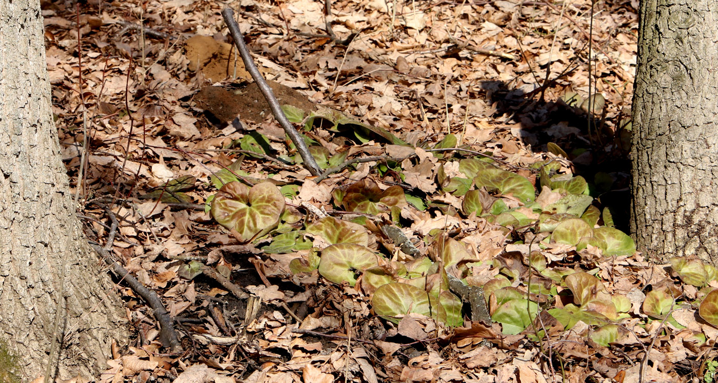 Изображение особи Asarum europaeum.