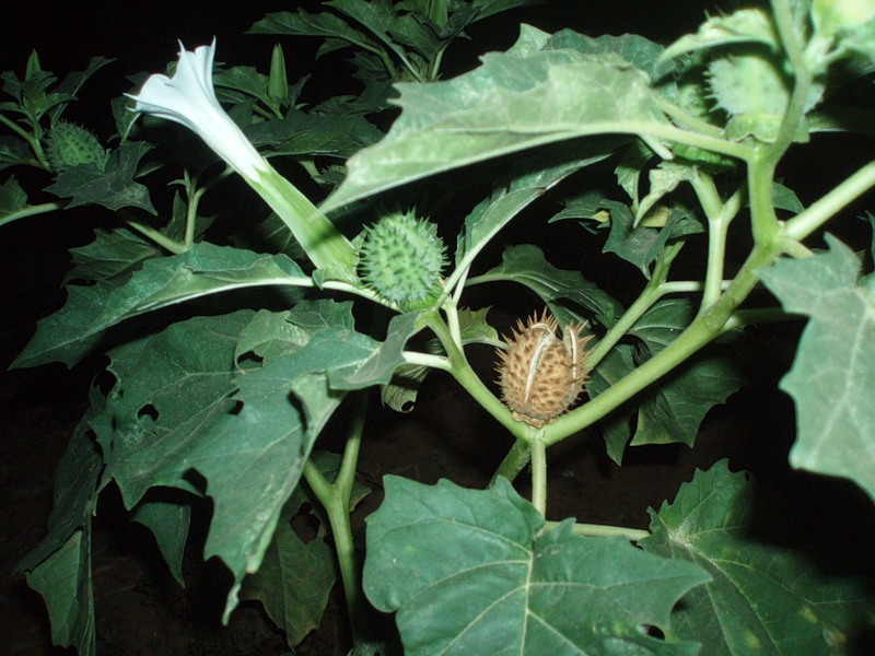 Изображение особи Datura stramonium.