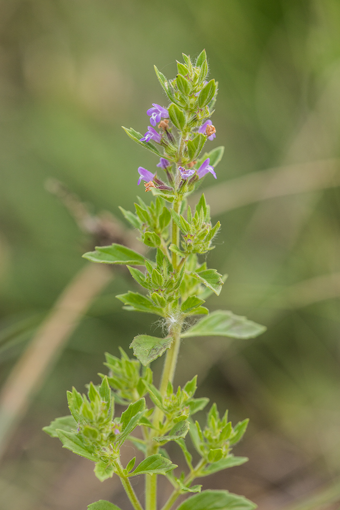 Изображение особи Ziziphora acinos.