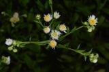 Erigeron annuus