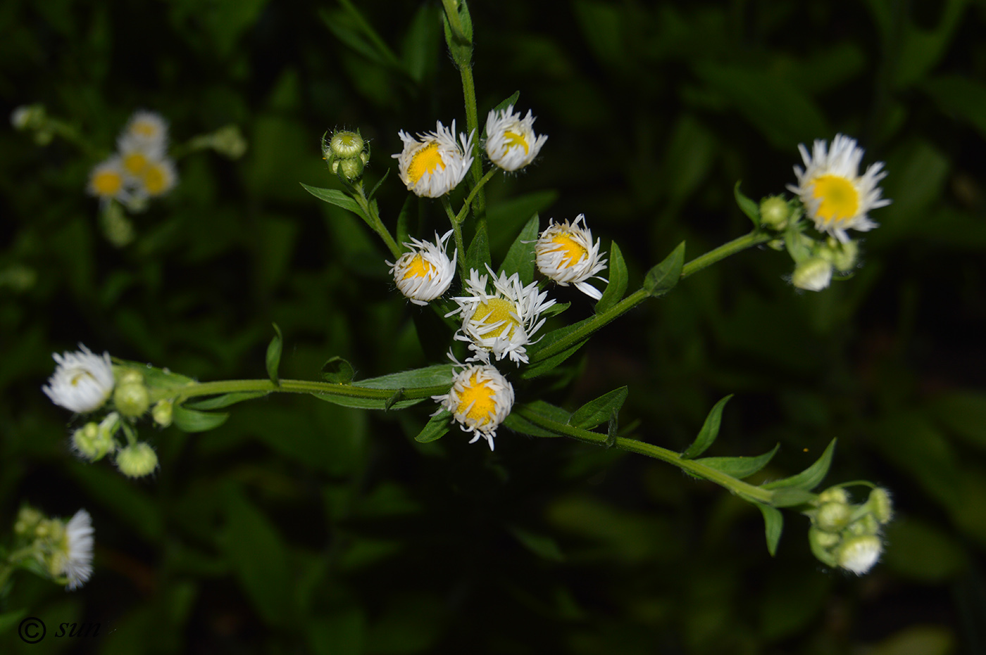 Image of Erigeron annuus specimen.