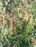 Hedysarum flavescens