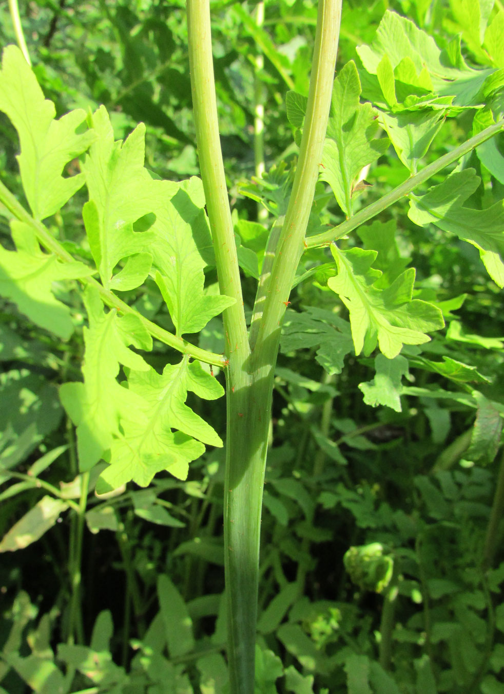 Image of Osmunda regalis specimen.