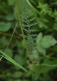 Filipendula vulgaris. Средняя часть растения. Республика Ингушетия, Джейрахский р-н, нижнее течение р. Гулойхи, высота 1200 м н.у.м., обочина грунтовой дороги. 20 июня 2022 г.