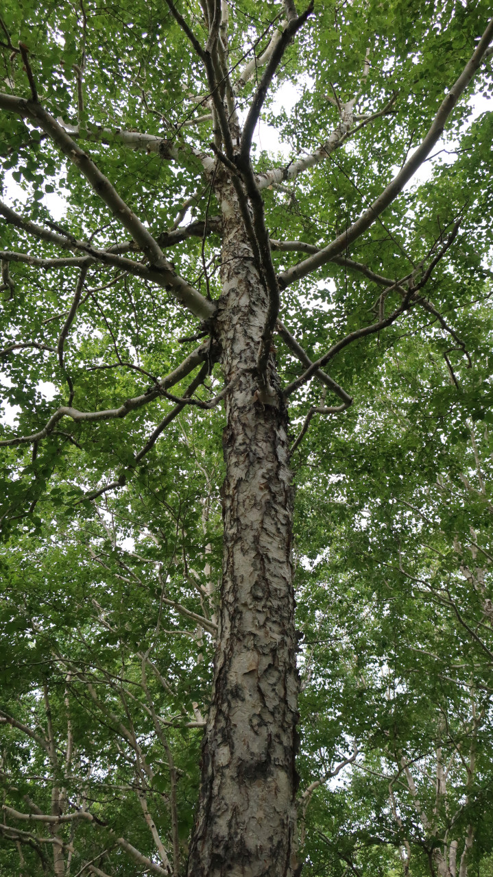 Изображение особи Betula ermanii.