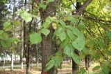 Tilia platyphyllos