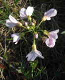 Cardamine pratensis подвид angustifolia. Соцветие. Кольский п-ов, побережье Восточного Мурмана, губа Вящина. 19.07.2009.